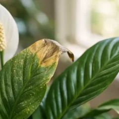 L&iacute;rio-da-paz teste estes 6 ajustes simples que devolvem o brilho das folhas