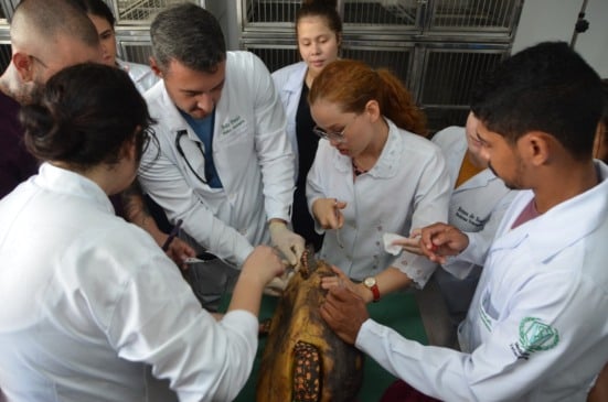 Inscrições para residência em Medicina Veterinária vão até a próxima segunda-feira (2)