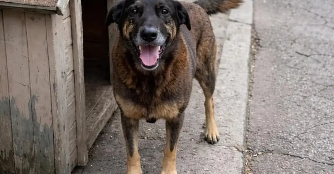 Agressão teria sido cometida por adolescentes e resultou na morte do cachorro em Santa Catarina (Foto Divulgação) Agressão teria sido cometida por adolescentes e resultou na morte do cachorro em Santa Catarina (Foto Divulgação)