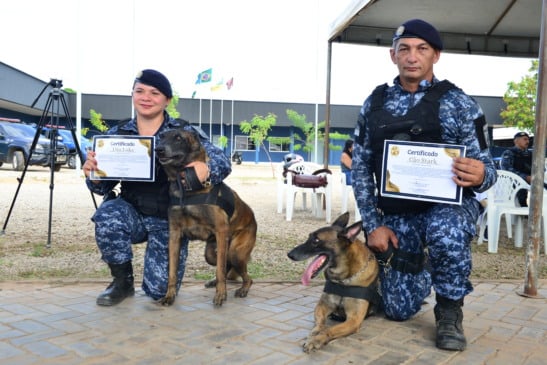 Missão cumprida: Cães que atuaram por 7 anos na GCM se aposentam