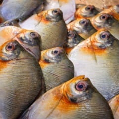 Doen&ccedil;a est&aacute; associada ao consumo de peixes ou crust&aacute;ceos contaminados por toxinas espec&iacute;ficas, que n&atilde;o s&atilde;o eliminadas pelo cozimento. Foto: Divulga&ccedil;&atilde;o FVS-RCP