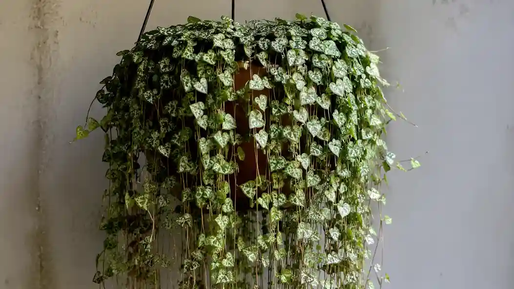 Planta Coração-Emaranhado: Segredos para Cascata Cheia