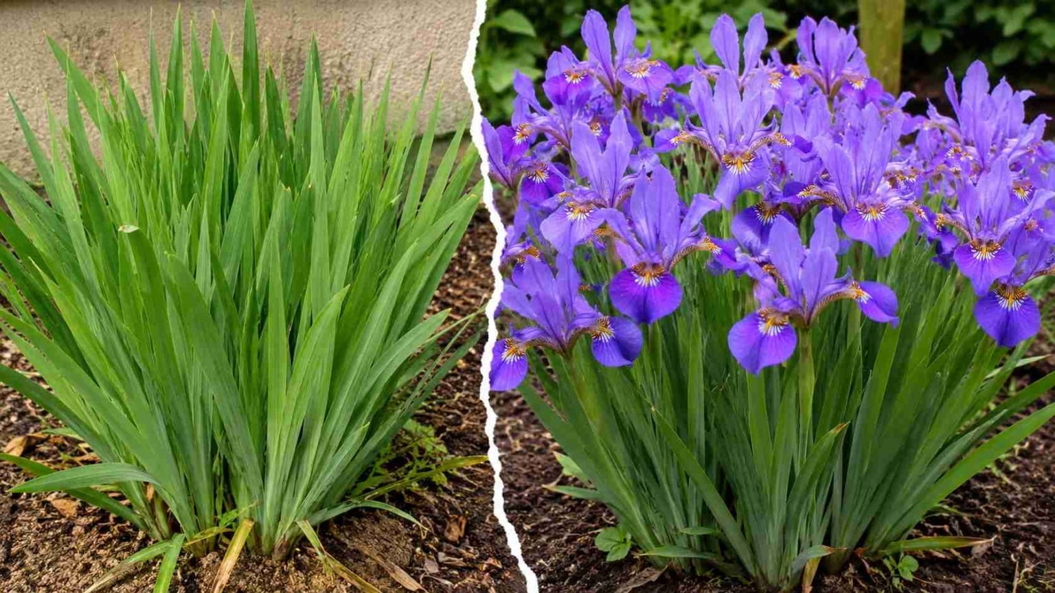 Moreia: 3 erros que reduzem drasticamente a quantidade de flores e fazem a planta parecer saudável enquanto produz muito menos do que poderia, gera…