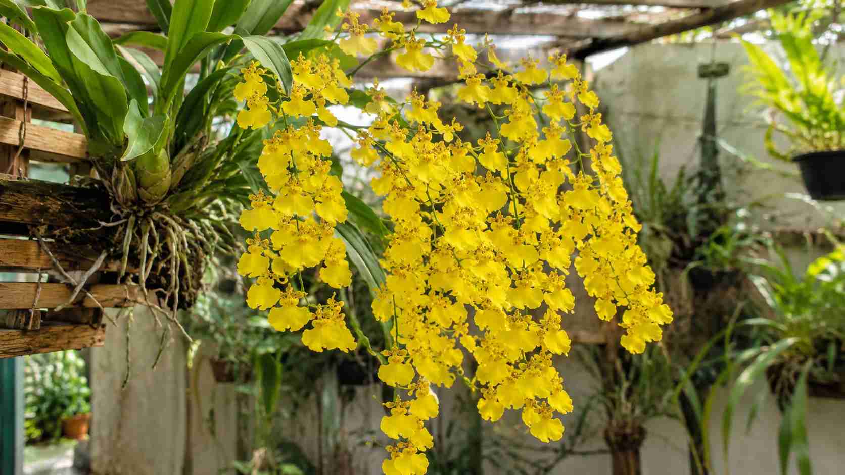 Orquídea Chuva-de-Ouro: 4 Dicas para Florescer Mais