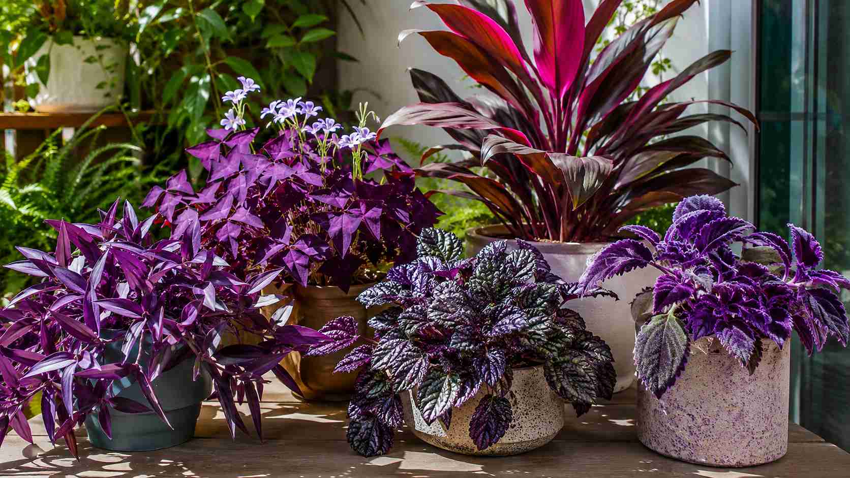 Plantas Roxas: Como a Luz Revela a Cor Vibrante da Folhagem