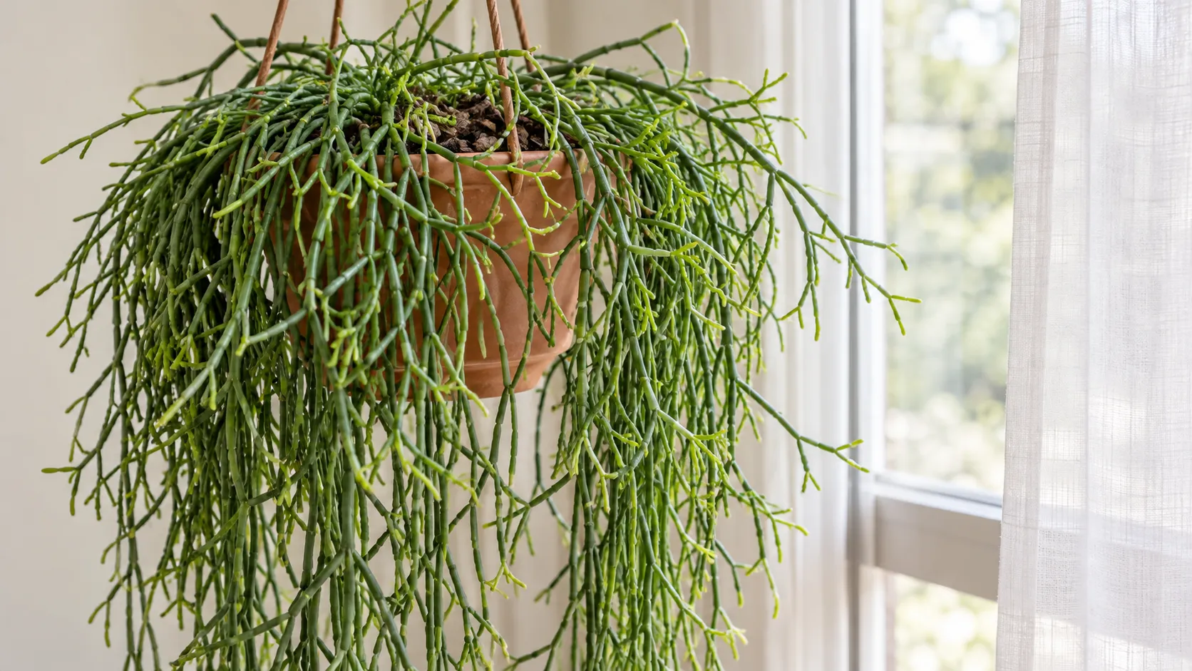 Ripsalis: 5 detalhes na rega e na iluminação que ajudam a formar uma planta muito mais cheia, pendente e saudável com o passar dos meses