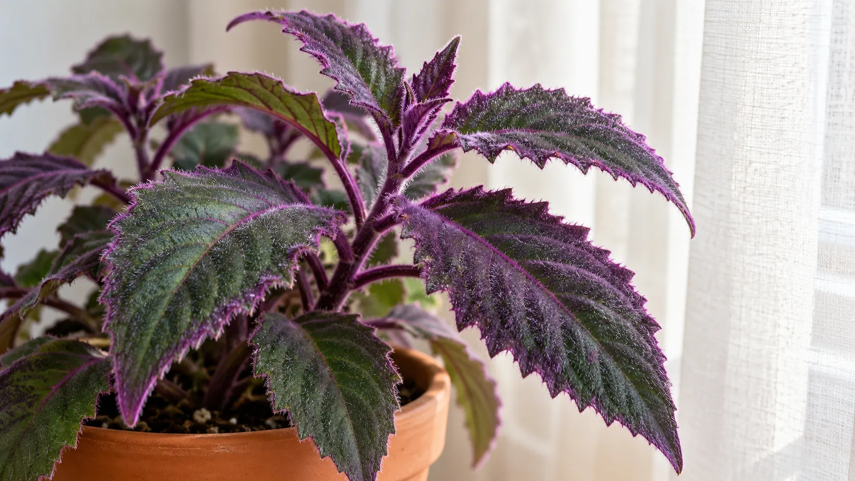Veludo-roxo: 3 cuidados que preservam o efeito aveludado das folhas e evitam queimaduras que diminuem a beleza da planta