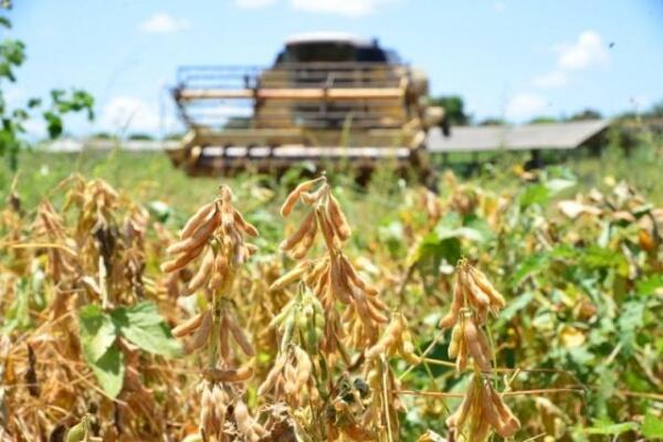 Calendário sofreu mudança para evitar epidemias severas da doença durante a safra. (Foto: Divulgação)