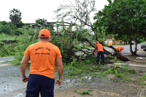 A árvore estava ocupando metade da via - Foto: Nilzete Franco/FolhaBV