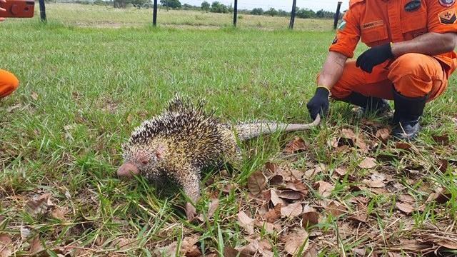 Já em 2020, no mesmo período, foram atendidas 135 ocorrências, um aumento de 18,42% (Foto: Divulgação)