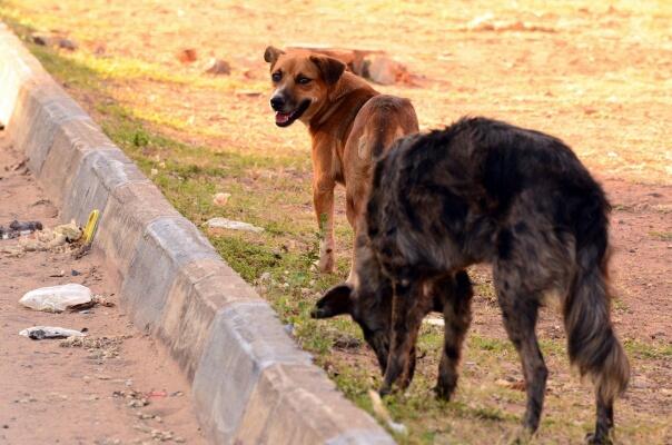 De acordo com a Promotoria de Justiça de Pacaraima, é grande a quantidade de animais abandonados pelas ruas (Foto: Nilzete Franco / FolhaBV)