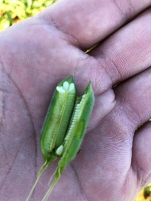 Produção de gergelim depende de bom desempenho da colheita (Foto: Divulgação)