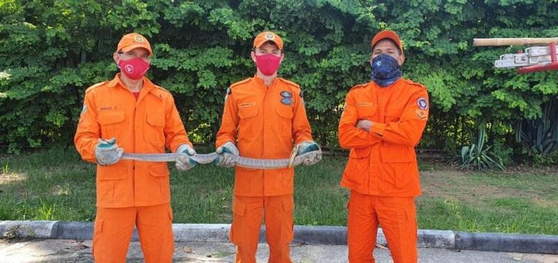 A cobra foi identificada como sendo uma caninana (spilotes pullatus). Apesar de ser brava e ágil, não é venenosa - Foto: Corpo de Bombeiros