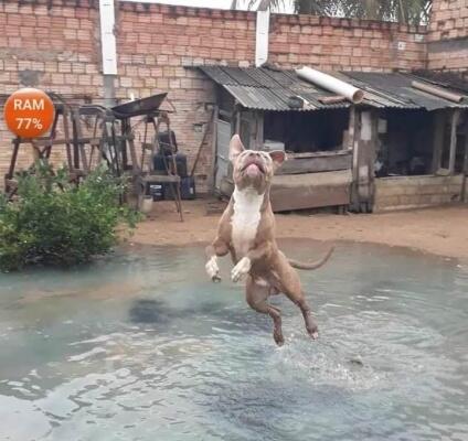 O animal foi morto após atacar policiais durante uma ocorrência policial (Foto: Arquivo Pessoal)