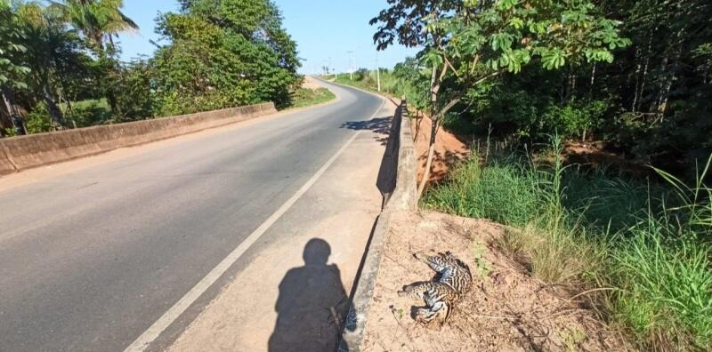 Animal estava caído próximo à ponte que dá acesso ao bairro - Foto: Divulgação