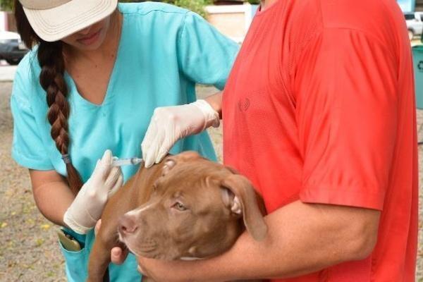 Animais domésticos devem ser vacinados anualmente contra a doença (Foto: Semuc/PMBV)