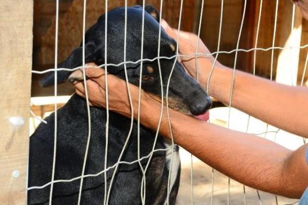 O texto define que a prática de abuso e maus tratos a animais será punida com pena de reclusão de dois a cinco anos (Foto: Nilzete Franco/FolhaBV)