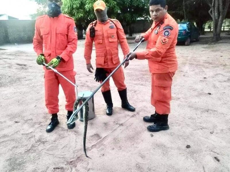 A cobra de cerca de um metro estava no quintal de uma residência (Foto: Divulgação)