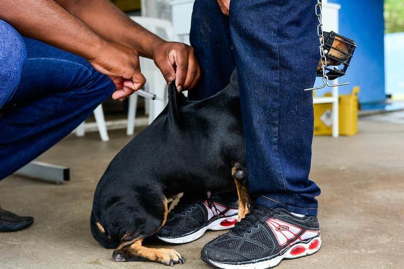 A meta é vacinar mais de 30 mil cães e gatos durante a campanha (Foto: Divulgação/SemucPMBV)