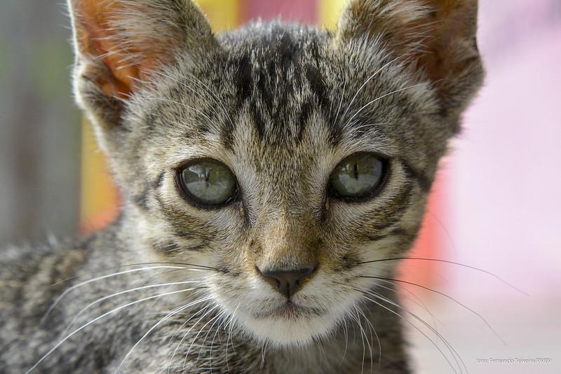 A meta da campanha é vacinar mais de 30 mil cães e gatos (Foto: Divulgação)