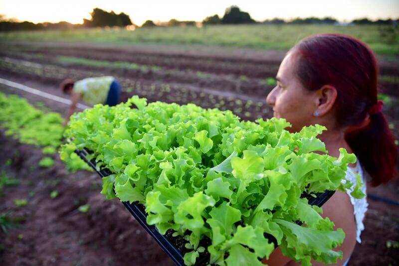 Produtores rurais podems er penalizados caos deixem de se regularizar (Foto: Divulgação) Produtores rurais podems er penalizados caos deixem de se regularizar (Foto: Divulgação)