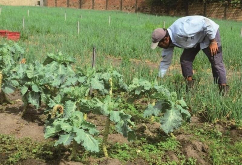 O objetivo do CAR é conhecer o território brasileiro, a cobertura dos solos, as áreas protegidas e conhecer a propriedade rural. (Foto: Arquivo/FolhaBV)