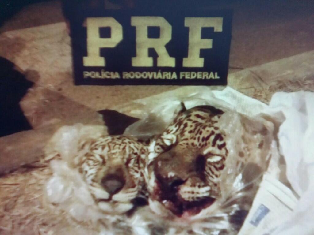 conteudo de folhabv.com.br