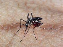 Medida complementa o apoio financeiro de mais de R$ 79 milhões disponibilizados pelo Ministério da Saúde para o enfrentamento de emergências sanitárias, incluindo a Dengue (Foto: Arquivo)