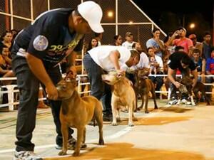O evento acontece na praça do Centro Cívico, às 16h30, e objetiva combater o preconceito contra a raça Pit Bull (Foto: Leo Costa)
