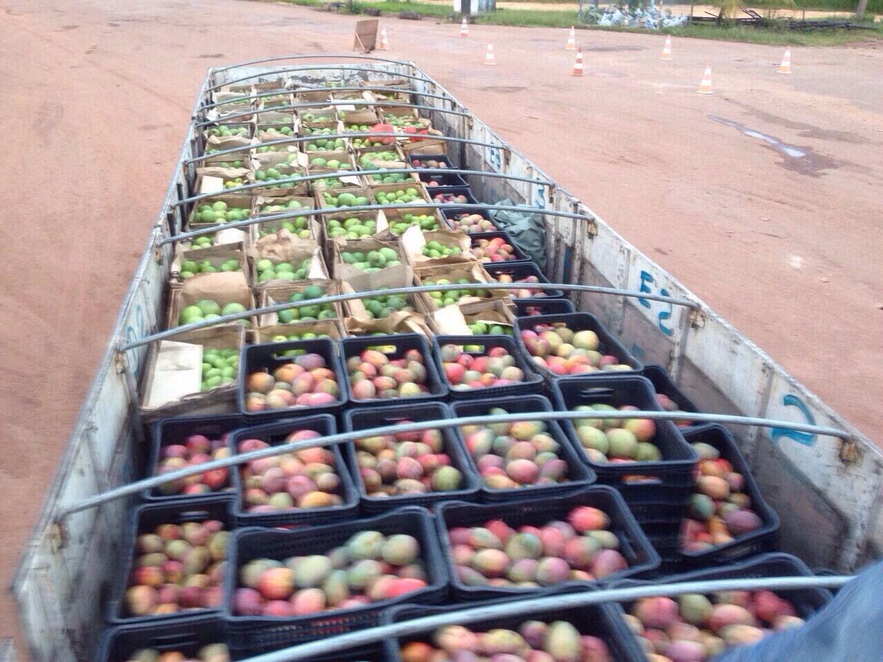 Durante fase de erradicação da praga, frutas só podem ser exportadas em forma de polpa (Foto: Divulgação/Aderr)