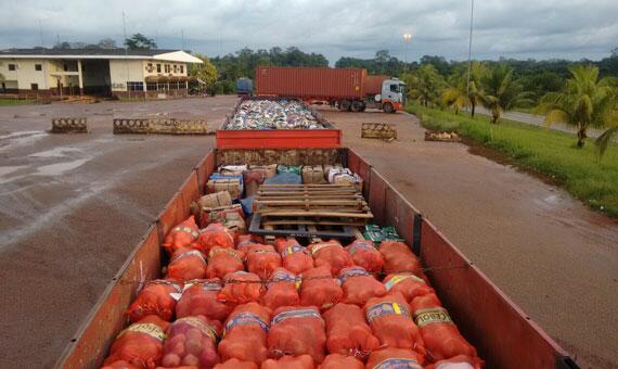 Mangas estavam guardadas, embaladas em sacolas de cebola (Foto: Divulgação)