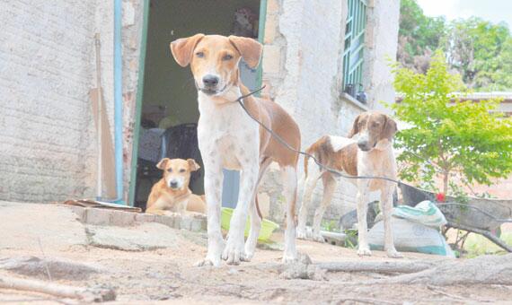 Até cachorros são amarrados na porta de casa para tentar inibir ladrões (Foto: Rodrigo Sales)