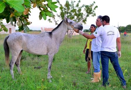 Uma equipe da Aderr foi enviada ao local para identificar o problema e impedir o avanço da doença (Foto: Divulgação/Secom)