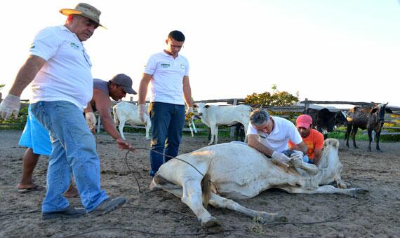 Avaliação de animais continuará nesta semana em comunidades próximas à Terra Cruz (Foto: Fernando Oliveira/Secom)