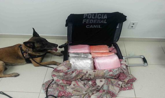 Cão farejador da PF encontrou a droga em uma mala na sessão de embarque do Aeroporto Internacional de Boa Vista (Foto: Ascom/PF)