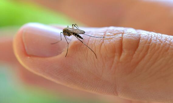 Repelente é um dos artifícios usados pelos boa-vistenses para se livrarem dos mosquitos (Foto: Divulgação)