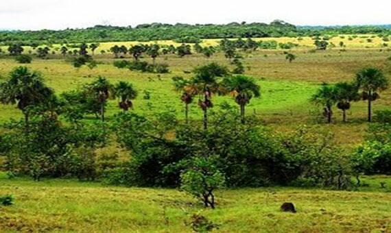 Governo Federal sugeriu que Parque do Lavrado seja criado no Amajari (Foto: Divulgação)