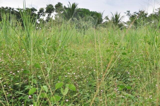 O Código de Postura do Município determina que os terrenos devem ser mantidos limpos e capinados