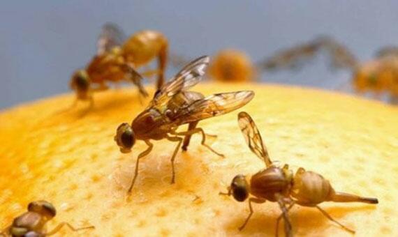 Mosca da carambola é uma das pragas que causa estrago na fruticultura (Foto: Divulgação) Mosca da carambola é uma das pragas que causa estrago na fruticultura (Foto: Divulgação)