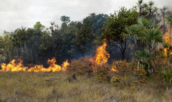 Existem regiões do Estado onde as queimadas já preocupam as autoridades (Foto: Divulgação/Ibama)