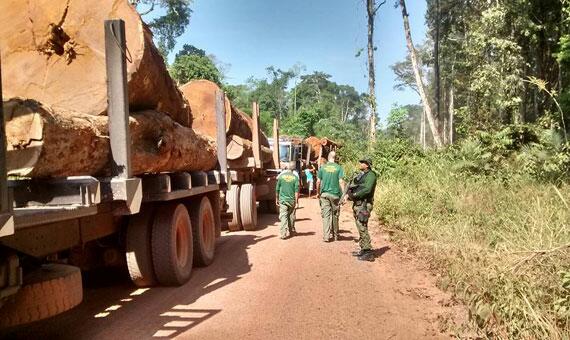 Duas carretas bi-trem estavam transportando toras de madeira sem documentação (Foto: Divulgação)