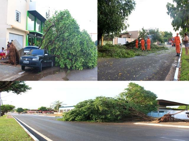 Só na avenida Benjamin Constant foram duas árvores arrancadas com a força do vento (Foto: Diane Sampaio)