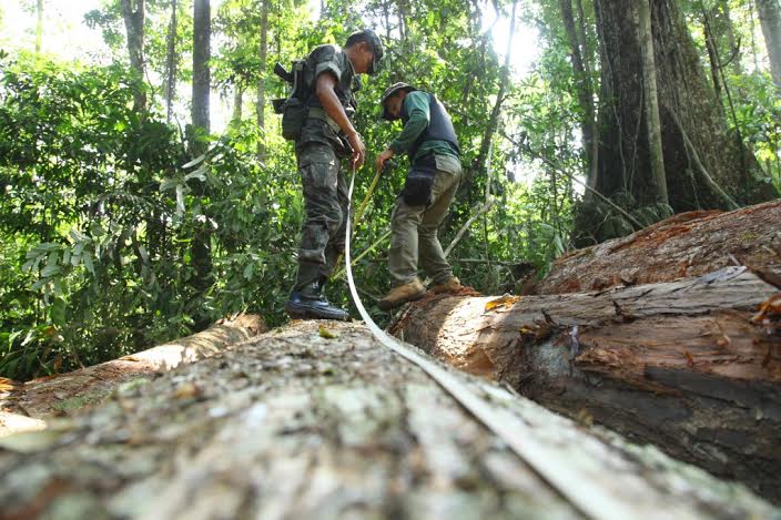 Foram apreendidos 400 metros cúbicos de madeira (Foto: Divulgação)