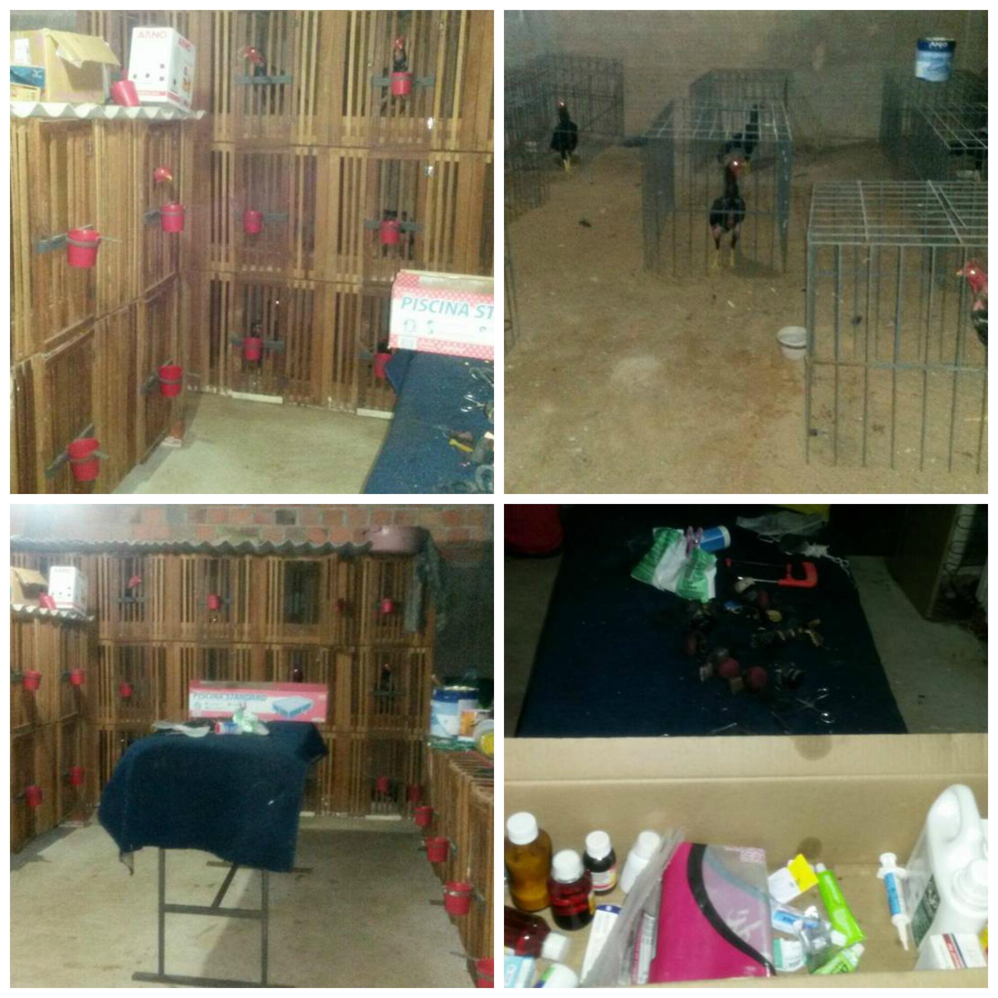 As imagens divulgadas mostram um ringue improvisado, gaiolas, balança de precisão, entre outros objetos para a prática da rinha   (Foto: Divulgação)