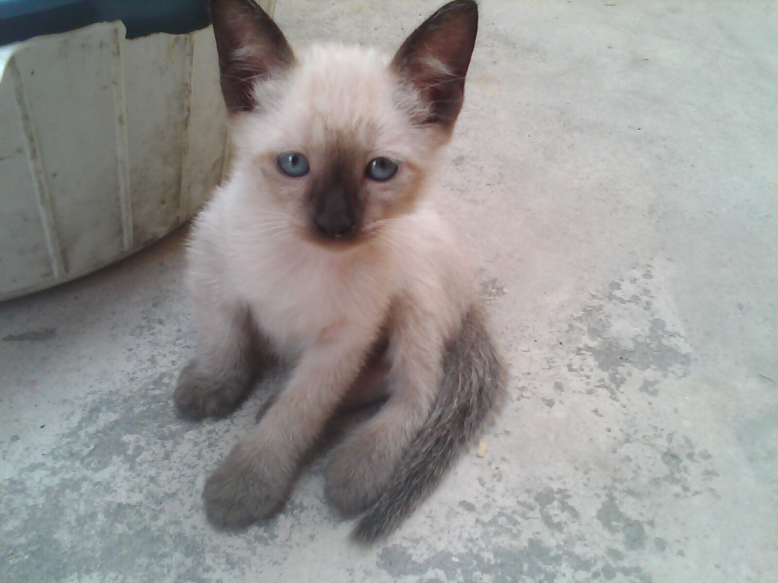 Animal Yawara (Foto: Divulgação)