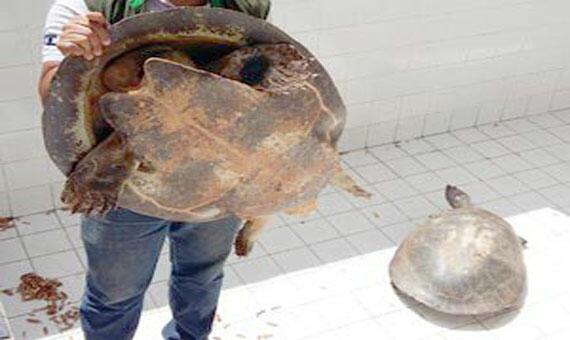 Responsável pelos animais havia sido preso por outro crime há alguns dias (Foto: Mazenaldo Costa)