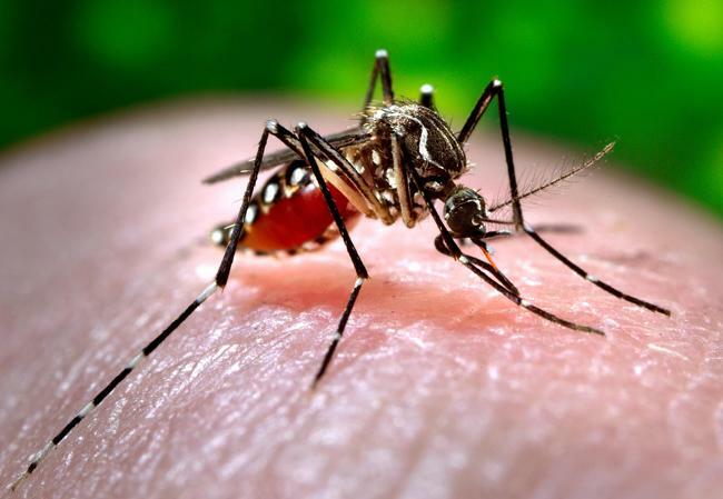 Boa Vista tem 353 casos de dengue, 12 de febre chikungunya e 17 de zica confirmados até o momento
