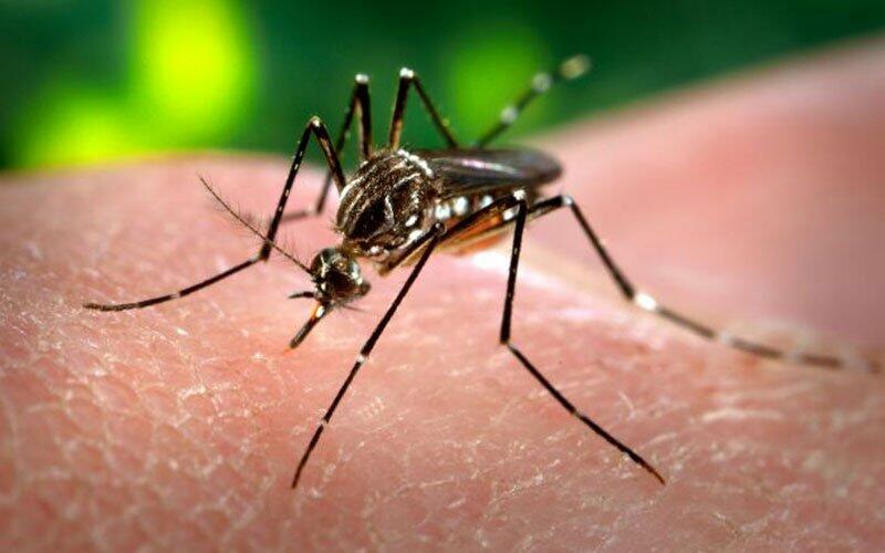 Além da picada do mosquito, os cientistas apontam as relações sexuais e as infecções perinatais como rotas alternativas de transmissão