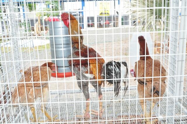 Animals são geneticamente modificados (Foto: Samara Cordeiro)