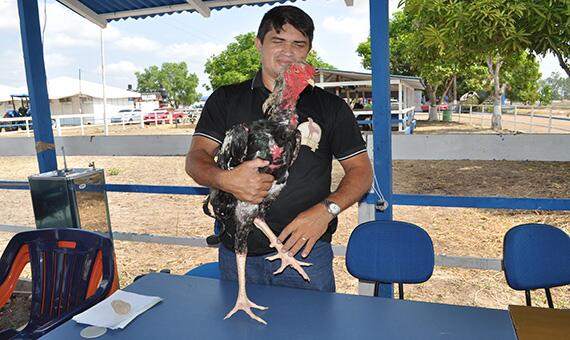 “Blackzinho” é um galo Índio Gigante de 1,13 de altura e pesa mais de sete quilos (Foto: Samara Cordeiro)